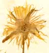 Mesembryanthemum pomeridianum L., blomställning x4