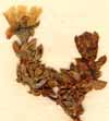 Mesembryanthemum stipulaceum L., närbild x8