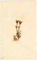 Mesembryanthemum tenuifolium L., front