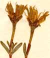 Mesembryanthemum tenuifolium L., blommor x6