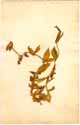 Mesembryanthemum tortuosum L., framsida