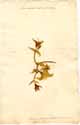 Mesembryanthemum tortuosum L., framsida