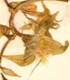 Mesembryanthemum tortuosum L., blomma x4