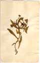 Mesembryanthemum tripolium L., front