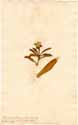 Mesembryanthemum tripolium L., front