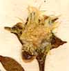 Mesembryanthemum tripolium L., flower x8