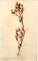 Mesembryanthemum umbellatum L., framsida