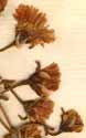 Mesembryanthemum umbellatum L., blommor x8