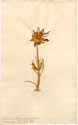 Mesembryanthemum veruculatum L., front