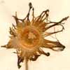 Mesembryanthemum veruculatum L., blomställning x4