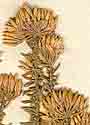 Metalasia muricata R. Br., inflorescens x8