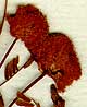 Mimosa farnesiana L., blomställning x8