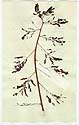 Mimosa virgata L., front
