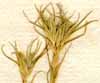 Minuartia dichotoma L., blomställning x8