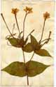 Mirabilis longiflora L., framsida