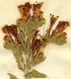 Moltkia coerulea Lehm., blomställning x6