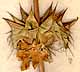 Molucella spinosa L., blomställning x8