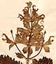 Molucella tuberosa Pallas, close-up x3