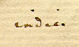 Mussaenda frondosa L., närbild av Linnés text