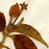 Mussaenda fruticosa L., blomställning x6