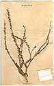 Myagrum perfoliatum L., framsida
