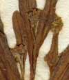 Myosotis scorpioides L. ssp. palustris, flowers x8
