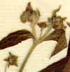 Myosotis virginiana L., blommor x8