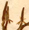 Myosurus minimus L., blomställning x8