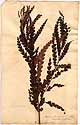 Myrica asplenifolia L., framsida