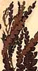 Myrica asplenifolia L., närbild x5