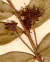 Myrtus communis L., flowers x8