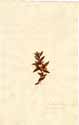 Myrtus communis L., framsida