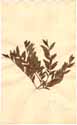 Myrtus communis L., front