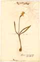 Narcissus minor L., framsida