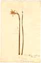 Narcissus odora L., framsida