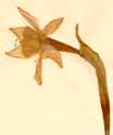 Narcissus odora L., flower x3