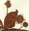 Nauclea orientalis L., blomställning x6