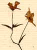Nemesia patens G. Don., inflorescens x8