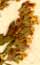 Nepeta cataria L., inflorescens x8