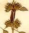 Nepeta pectinata L., inflorescens x8