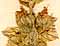 Nepeta tuberosa L., blomställning x8