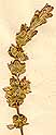 Nepeta tuberosa L., blomställning x4