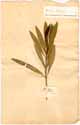 Nerium oleander L., framsida