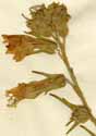 Nicotiana glutinosa L., blomställning x4