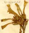 Nicotiana tabacum L., blomställning x4