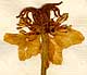 Nigella hispanica L., inflorescens x6