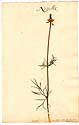Nigella orientalis L., framsida