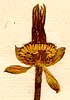 Nigella orientalis L., inflorescens x8