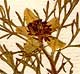 Nigella sativa L., inflorescens x8