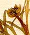Nigella sativa L., inflorescens x9